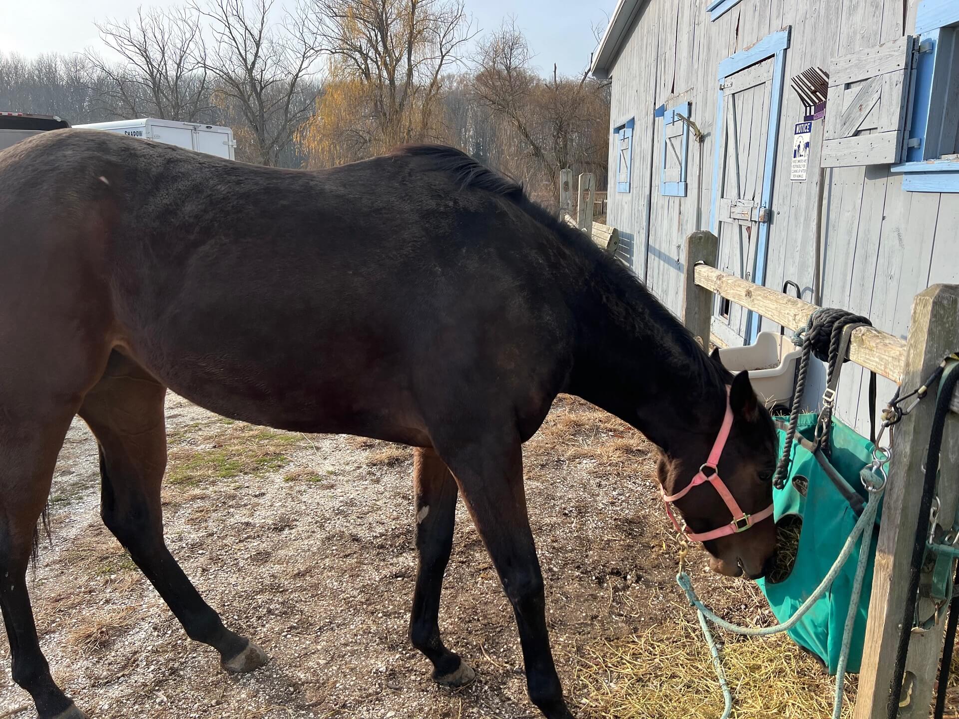 Horse eating hay at the Hay Hut - 24/7 forage access