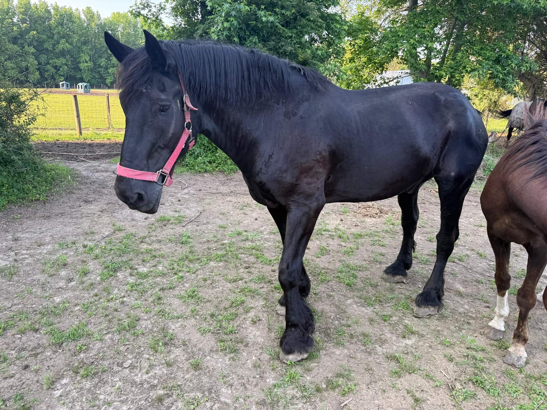 Washington Way Farm pastures and facilities in Salisbury MD