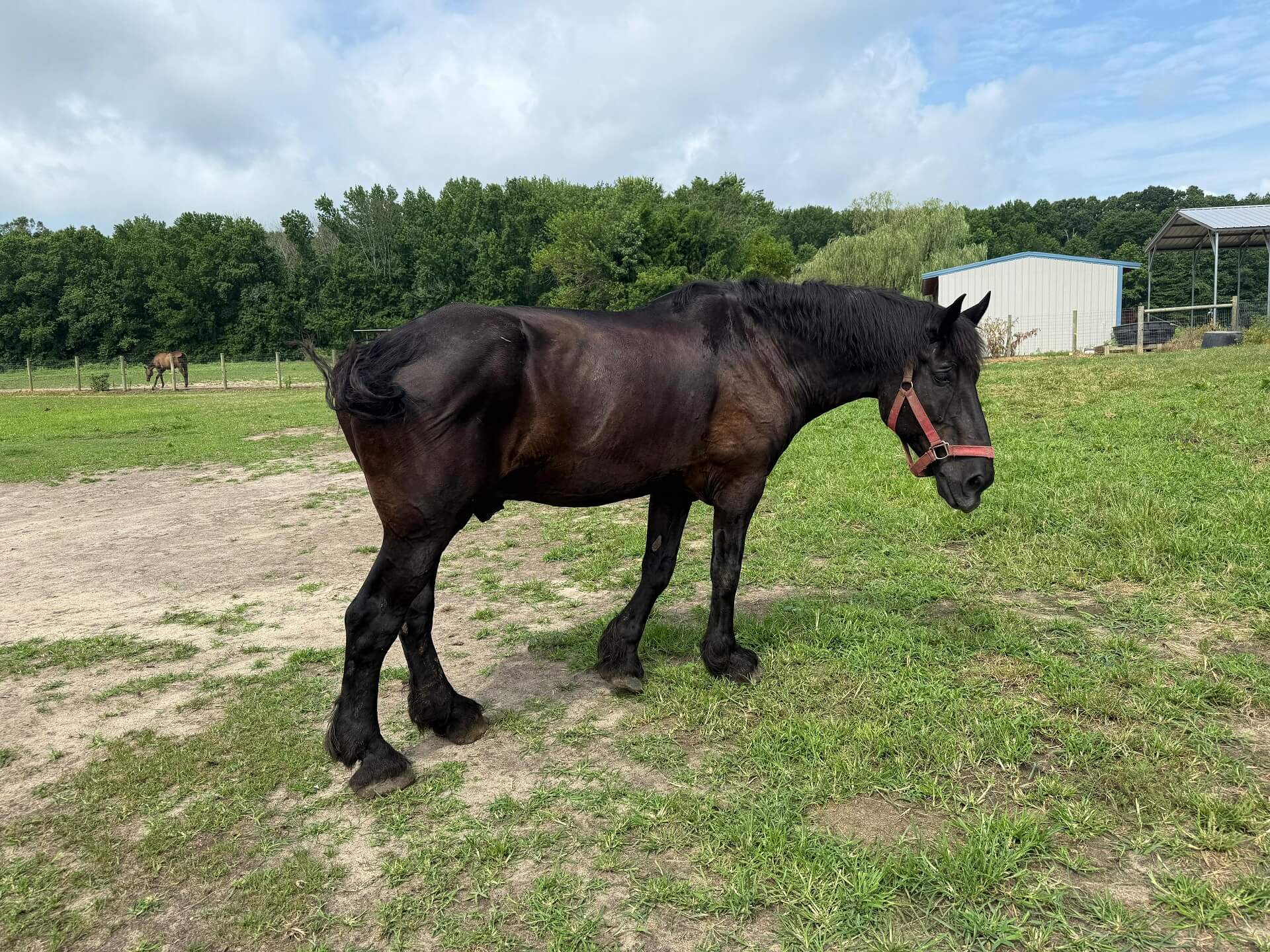 Horse enjoying the lush fields at our Salisbury MD farm