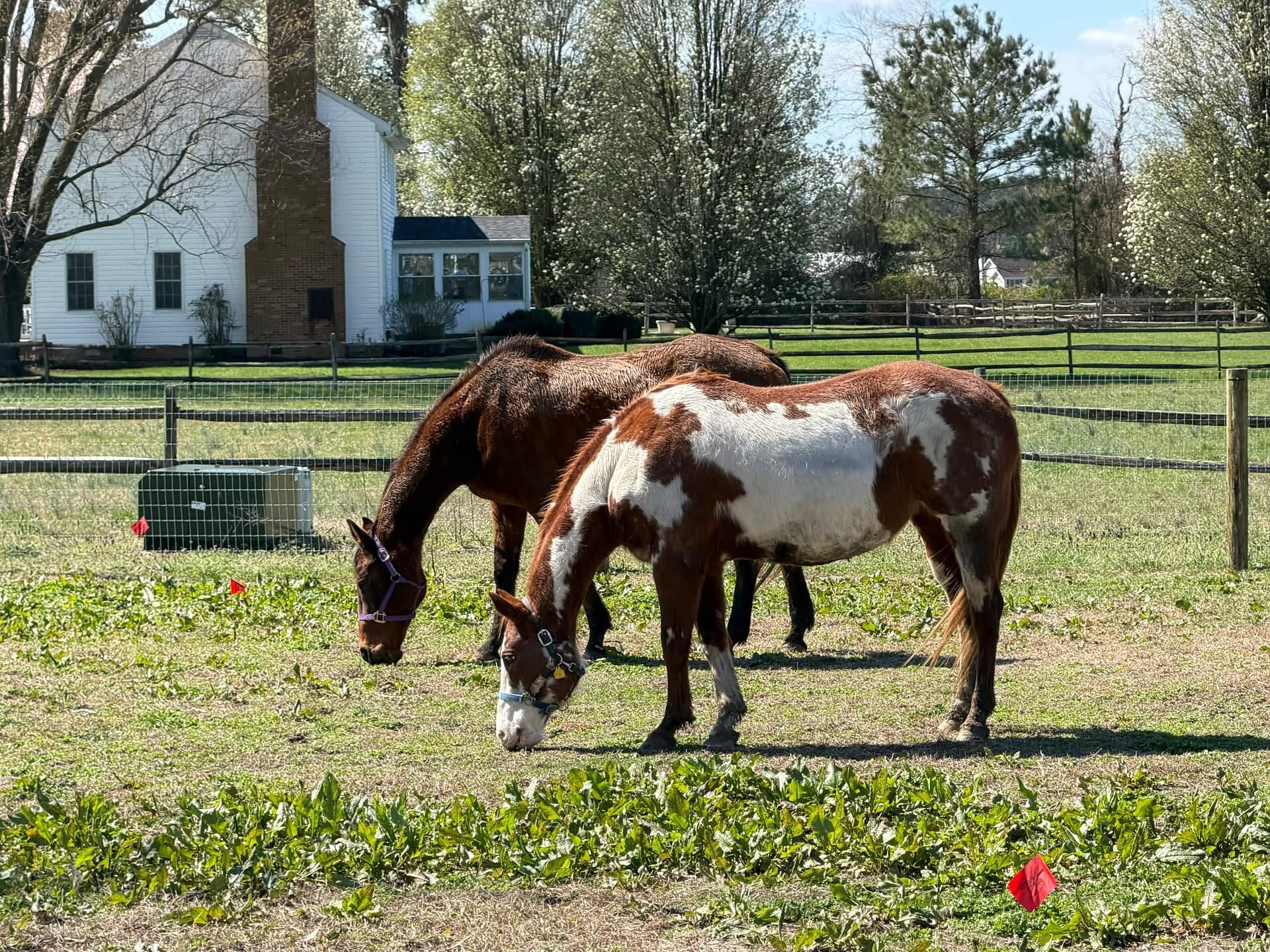 Horses grazing in green pastures at Washington Way Farm