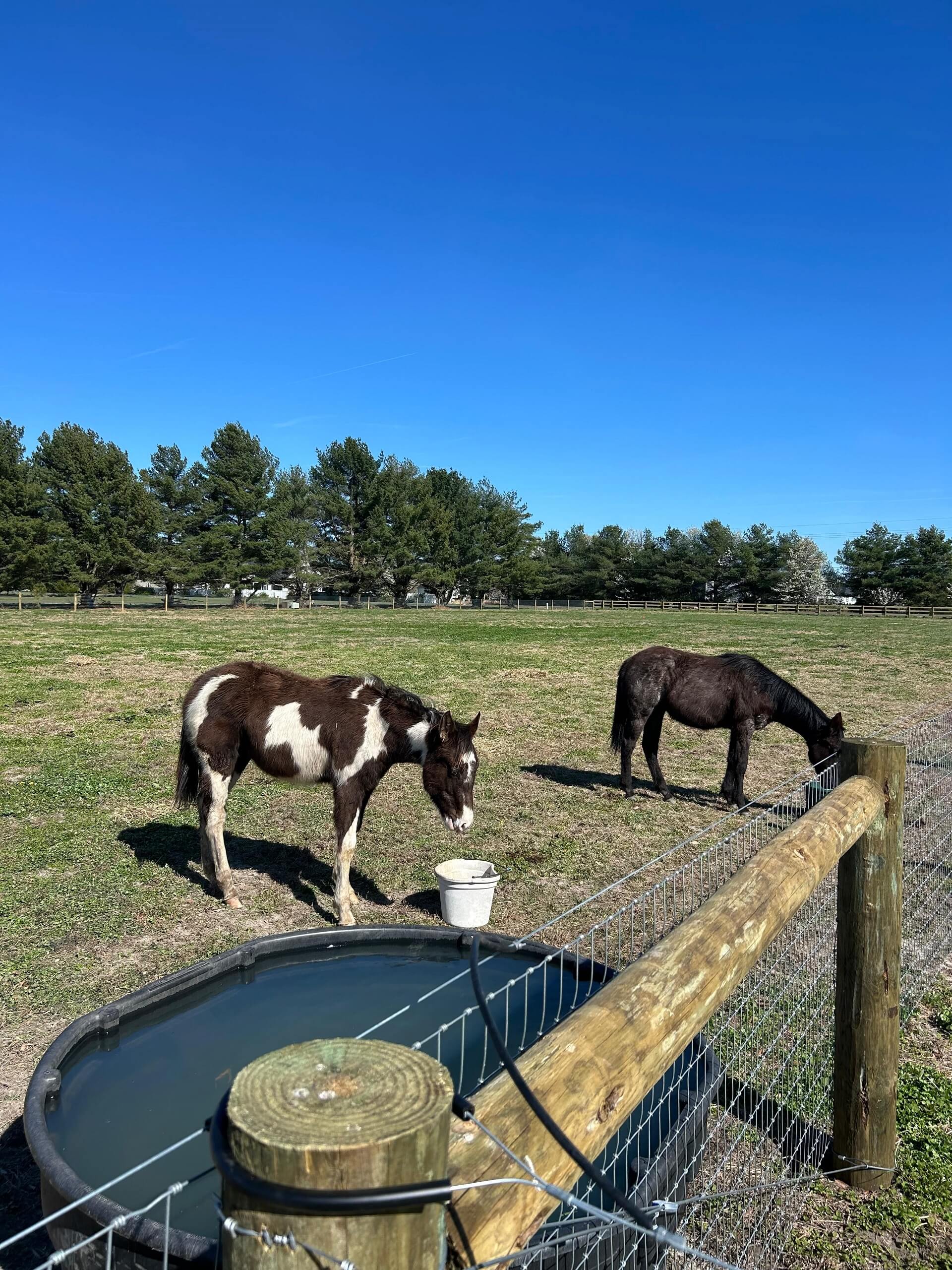 Beautiful horses at Washington Way Farm Salisbury Maryland