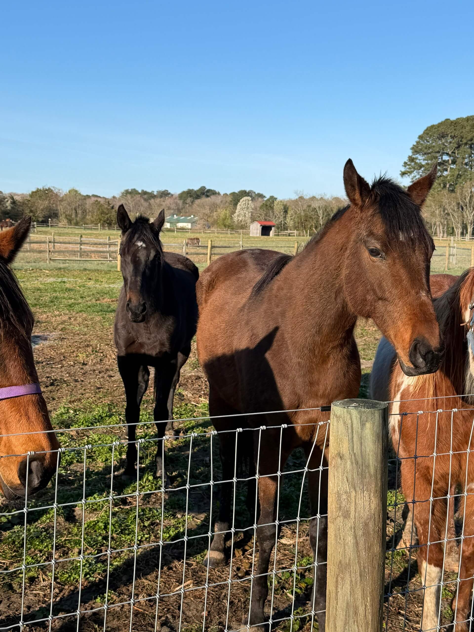 Horses at the farm enjoying outdoor turnout