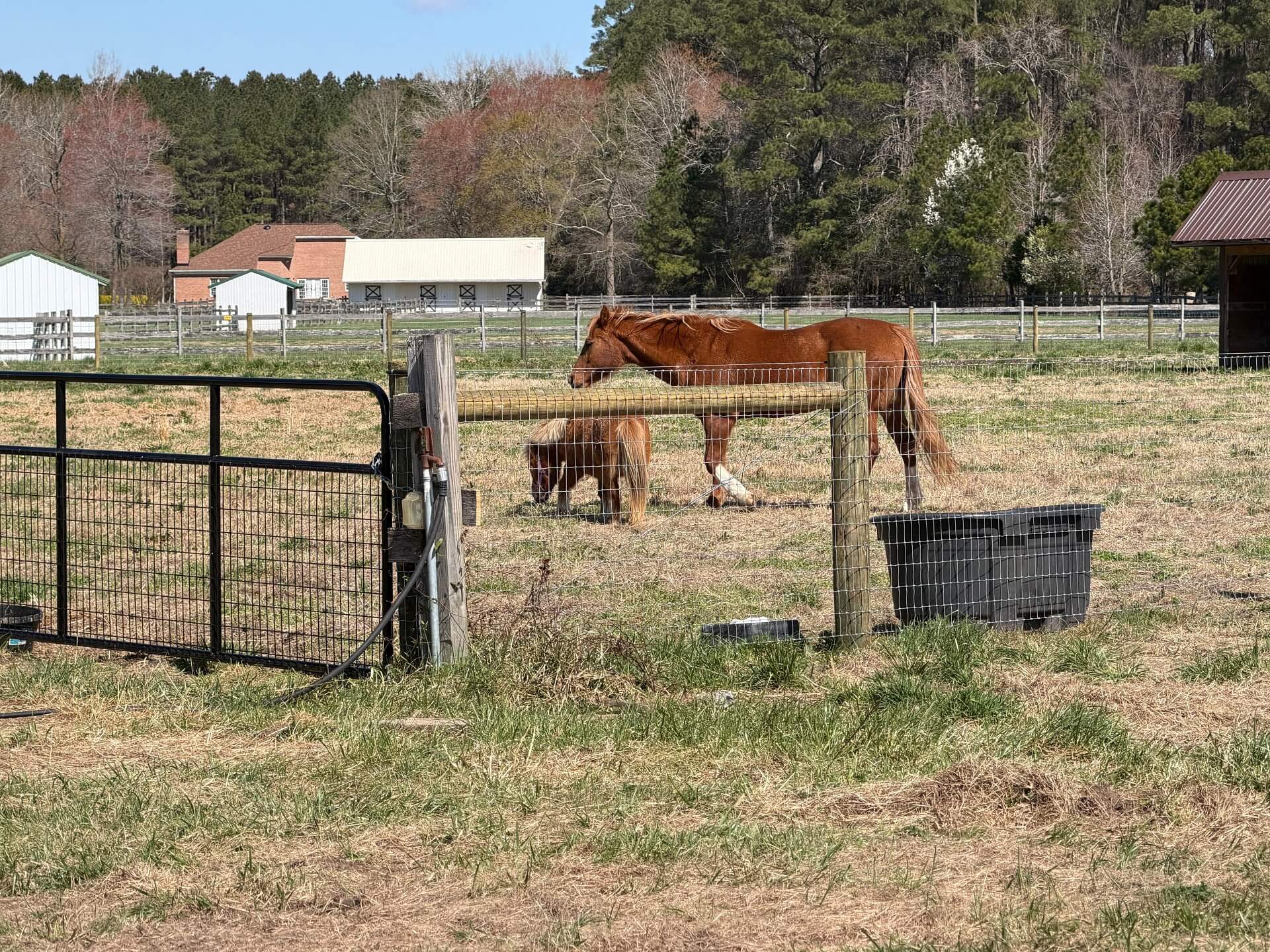 Pony at Washington Way Farm ranch area